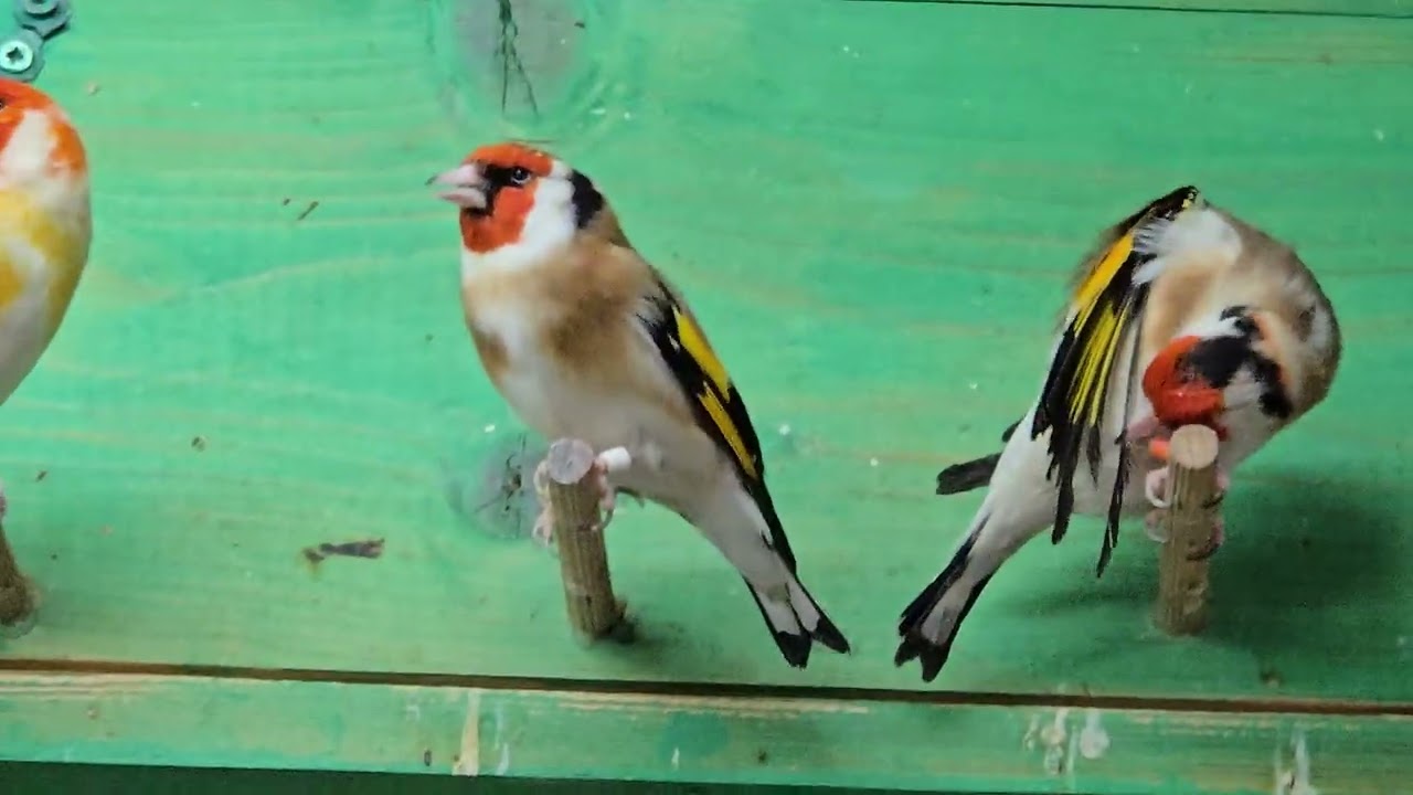 7 Φεβρουαρίου 2026