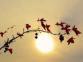 سورة القلم يوسف كالو Surat Al Qalam Yousef Kalo 