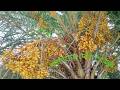 Our Native Dates Deshi Date Palm Tree Extremely Sweet Dates
