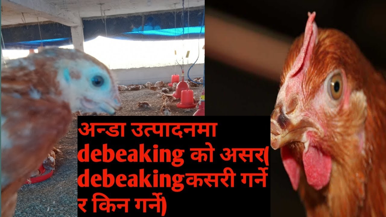 How To Do Beak trimming AND Importance Of Debeaking In Poultry YouTube how-to-do-beak-trimming-and-importance-of-debeaking-in-poultry-youtube