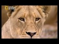 وثائقى الأسود وحوش السافانا الأفريقية مهاراة افتراس الاسود  عالم الحيوانات المفترسة