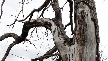 Trunk of an old dry tree. Nature changes. Trees die, forest disappears. ecological catastrophy