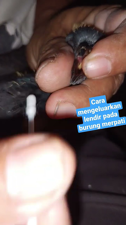 how to remove mucus from pigeons #bird #shorts how to remove mucus from pigeons #bird #shorts