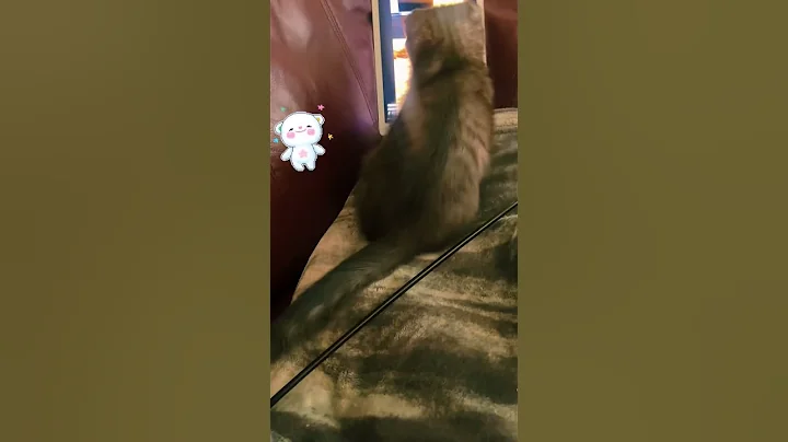 Video 9221201: adorable scottish fold kitten, scottishfold cat cute, enjoy adorable cats