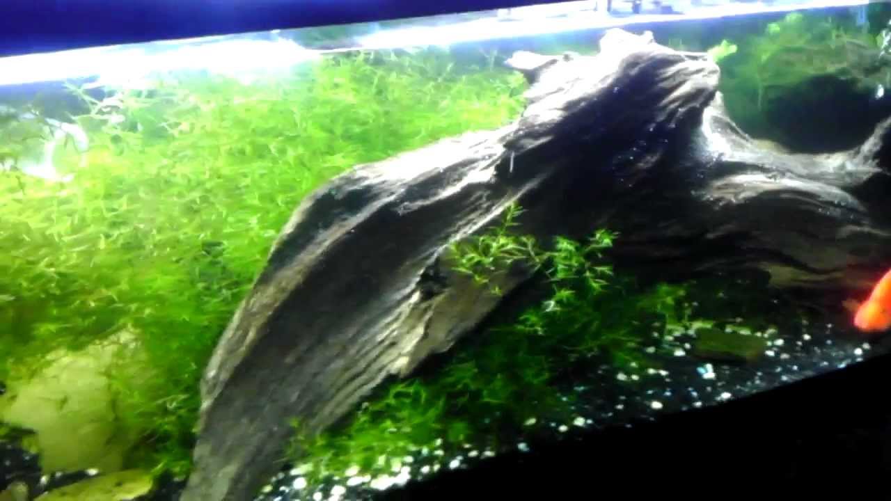 dwarf shrimp compatibility chart (10) 75 Gallon Planted Tank and 125 Gallon Update