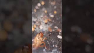 мессоры против таракана#муравьи #ants #messor