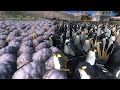 5000 TARTARUGAS VS 10000 PINGUINS - ULTIMATE EPIC BATTLE SIMULATOR