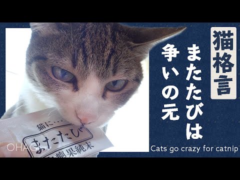 猫格言「またたびは争いの元」