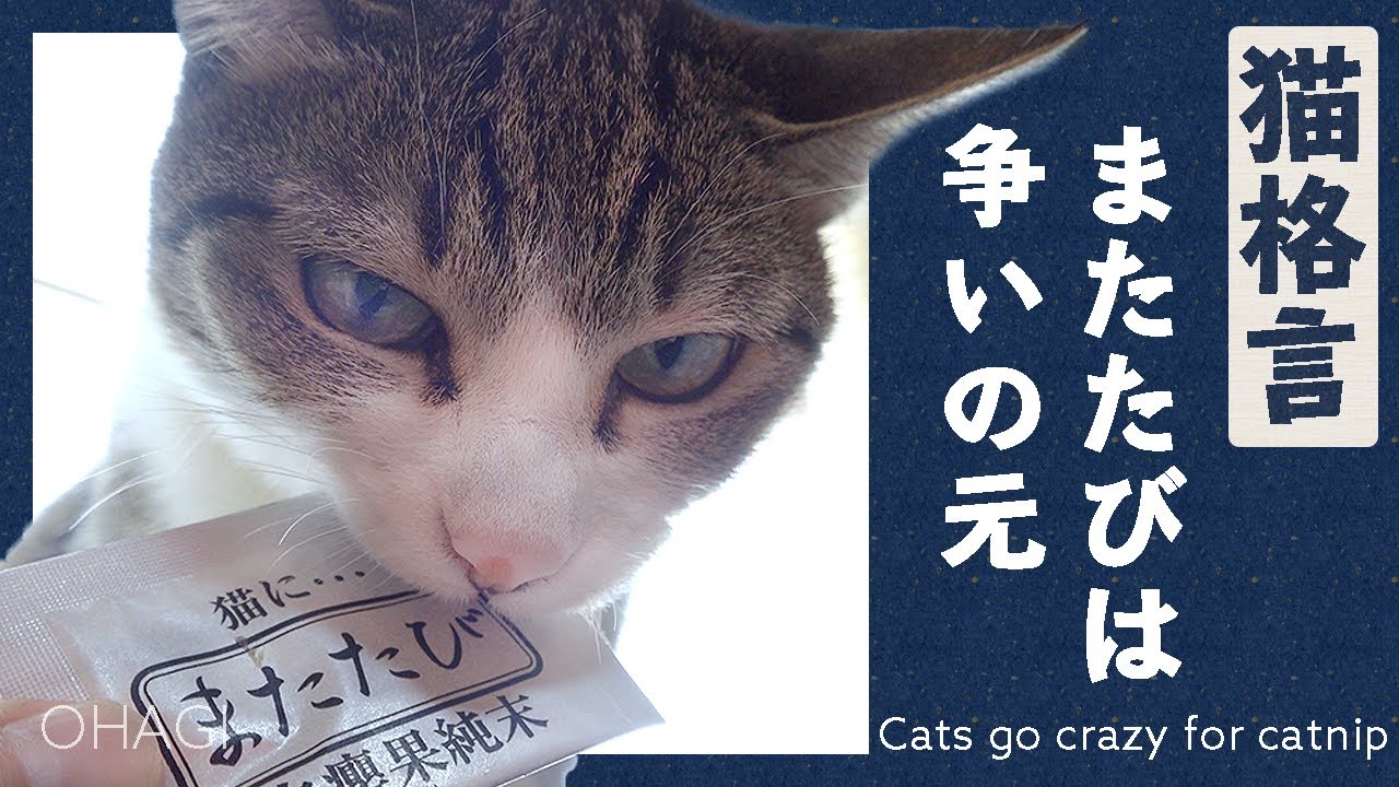 猫格言 またたびは争いの元 Youtube 猫格言 またたびは争いの元 Youtube
