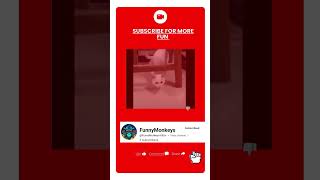 Hilarious Cat Antics The Ultimate Funny Cat Compilation