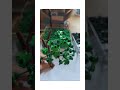 Tree building