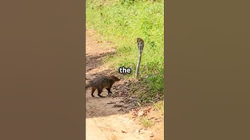 The One Animal Snakes Fear!!!