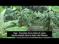 Togo- Créer de la valeur ajoutée dans la filière banane plantain