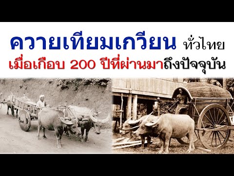 ย้อนอดีตภาพเก่าเล่าเรื่อง“ควายเทียมเกวียน”ทั่วไทยในอดีต เมื่อเกือบ 200 ปีที่ผ่านมา จนถึงปัจจุบัน