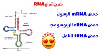 شرح انواع RNA | الدرس الاول | البيولوجيا الجزيئية | احياء ثانوية عامة 2022 دفعة التابلت