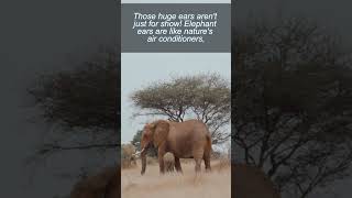 Elephant Ears -  Nature's Cooling System