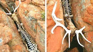 12 ANIMALS THAT NATURE HAS TREATED UNFAIRLY 12 ANIMALS THAT NATURE HAS TREATED UNFAIRLY