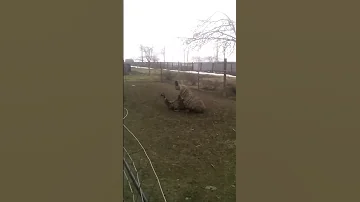 как размножаются страусы эму