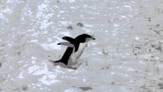 Chinstrap Penguin in Antarctica