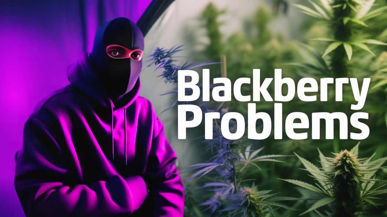 BlackBerry Moonrock  Blüte Woche 2   Trauermücken Befall und Probleme re-upload aus September 2024