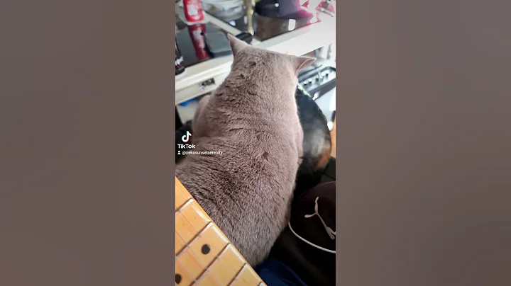 Watch the video about Chill british shorthair #cat #britishshorthair #neko#lazy#chill