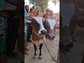 “Two-Headed Cow in Village! 😳”