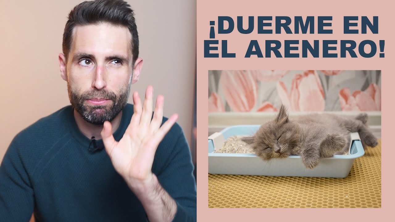 Que hacer si el gato se mea fuera del arenero