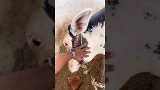 Short vlog Washa cattle farm♥️?? | Janwar check kro malik♥️? |