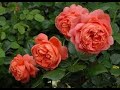 Самые красивые розы в оранжевых тонах