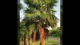 Adornments Of Washington Palm Societies Are Available At Ali Nursery Patoki No. 923333228140