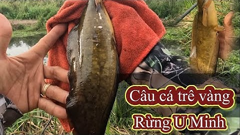 Câu cá trê vàng khủng, Rừng U Minh Hạ
