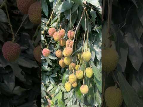 बताओ कोनसा फल है #vlogging