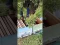 Biggest Swarming In The World🌍 #bee #honey #swarming #shorts #youtubeshorts #honeybee #viralshorts
