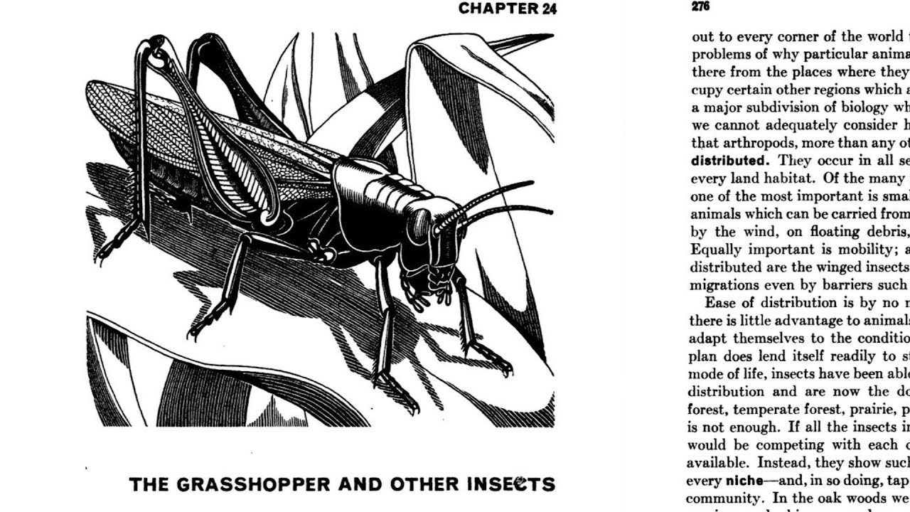 Иллюстрации к книге «Животные без позвоночника» выдерживают испытание временем