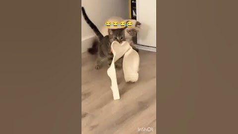 അവസാനം വരെ കാണുക 🤣🤣🤣#funnycats #youtubeviral #moments