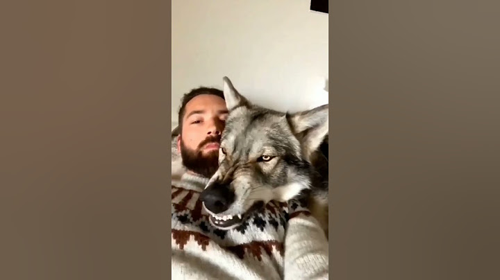 O Cara Tem Um Lobo De Estimação #shorts