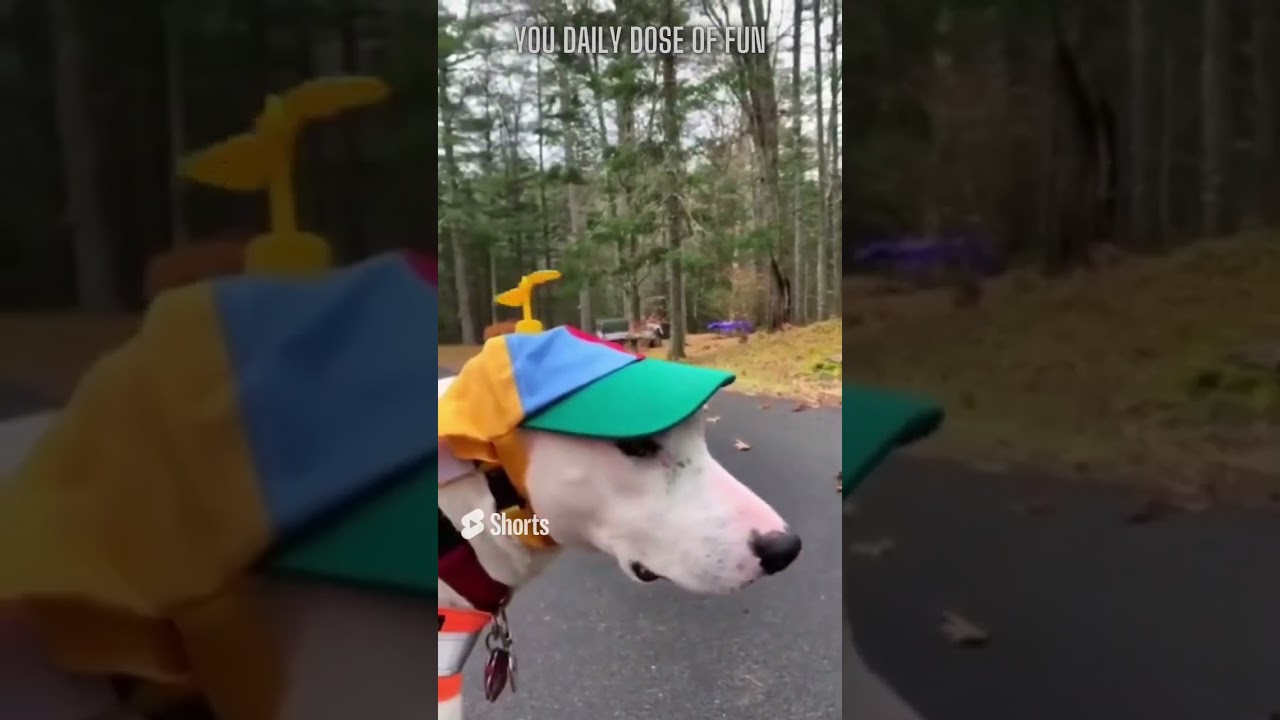 Funny Animal Videos - Try not to laugh 