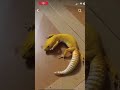 Funny leopard gecko moments