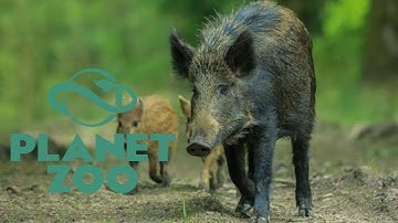 Wild Boar Habitat Speed build: Planet Zoo