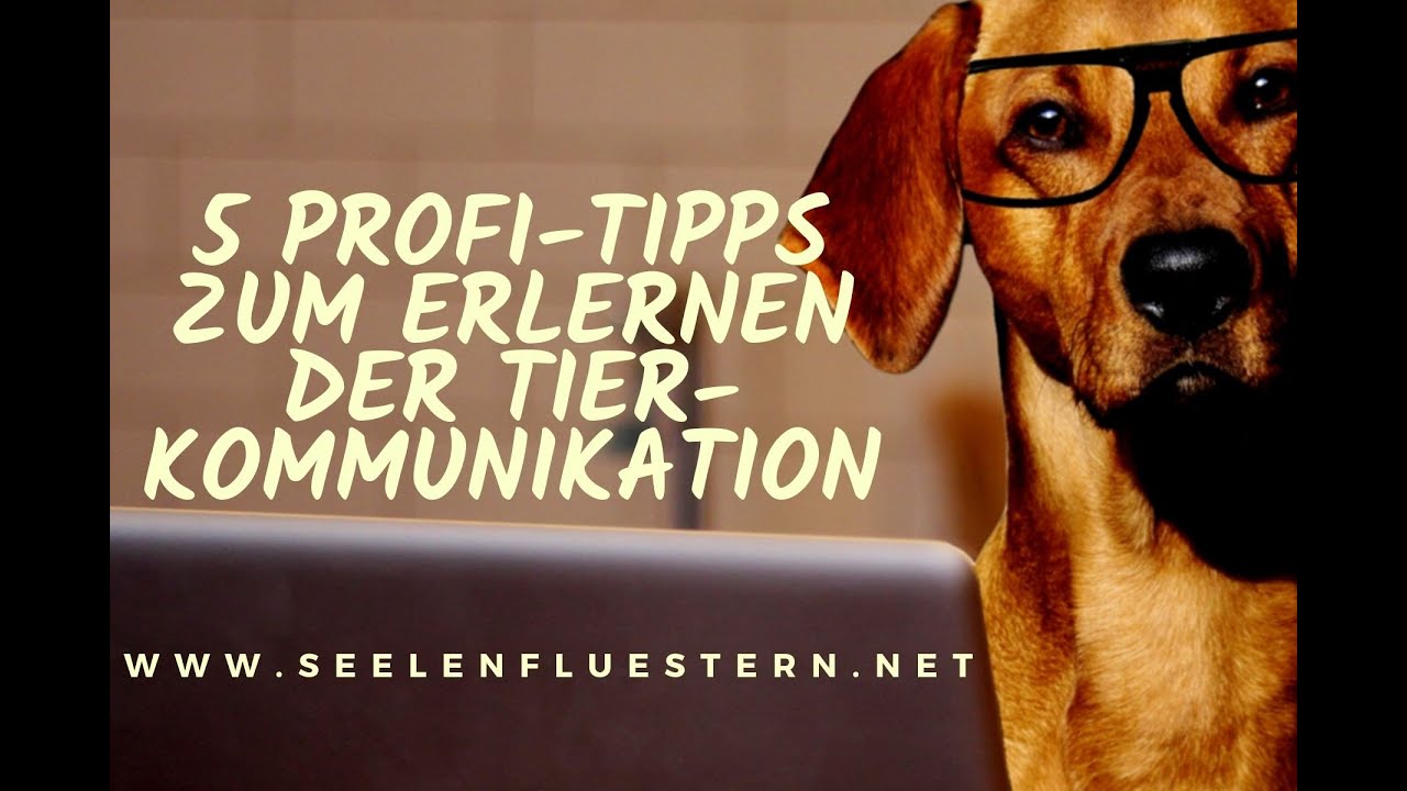 5 Profi-Tipps zum Erlernen der Tierkommunikation