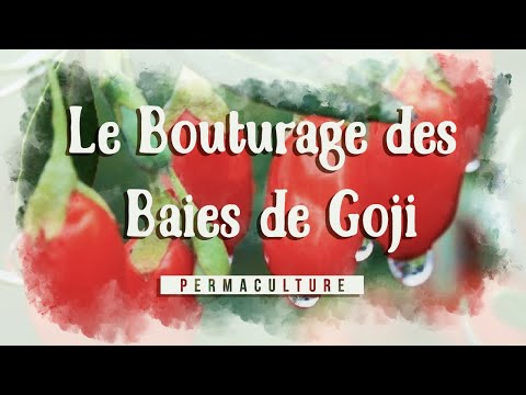 Vidéo: Propagation des baies de Goji - Cultiver des plantes de baies de Goji à partir de graines ou de boutures