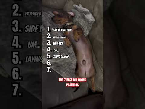 Please Subscribe Funny Top7 Dachshund