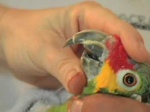 Video: How To Trim A Parrot's Beak