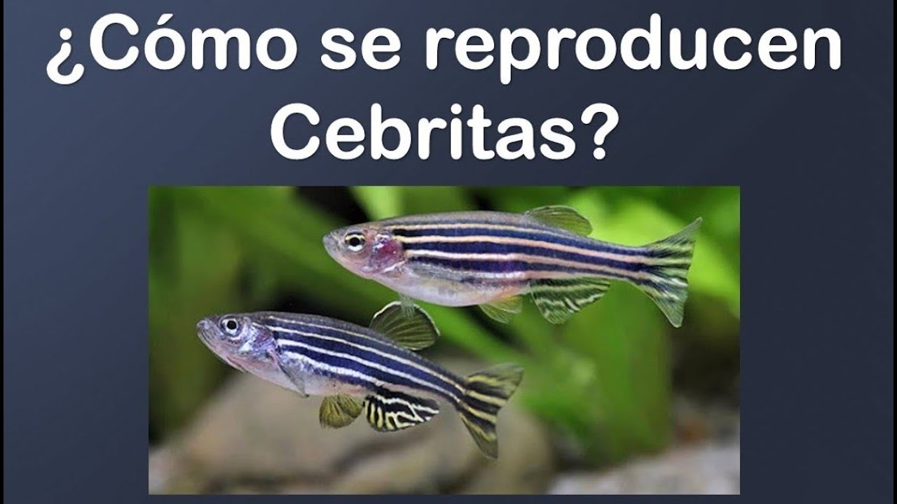 ¿Cómo reproducir peces Cebra? YouTube ¿Cómo reproducir peces Cebra? YouTube