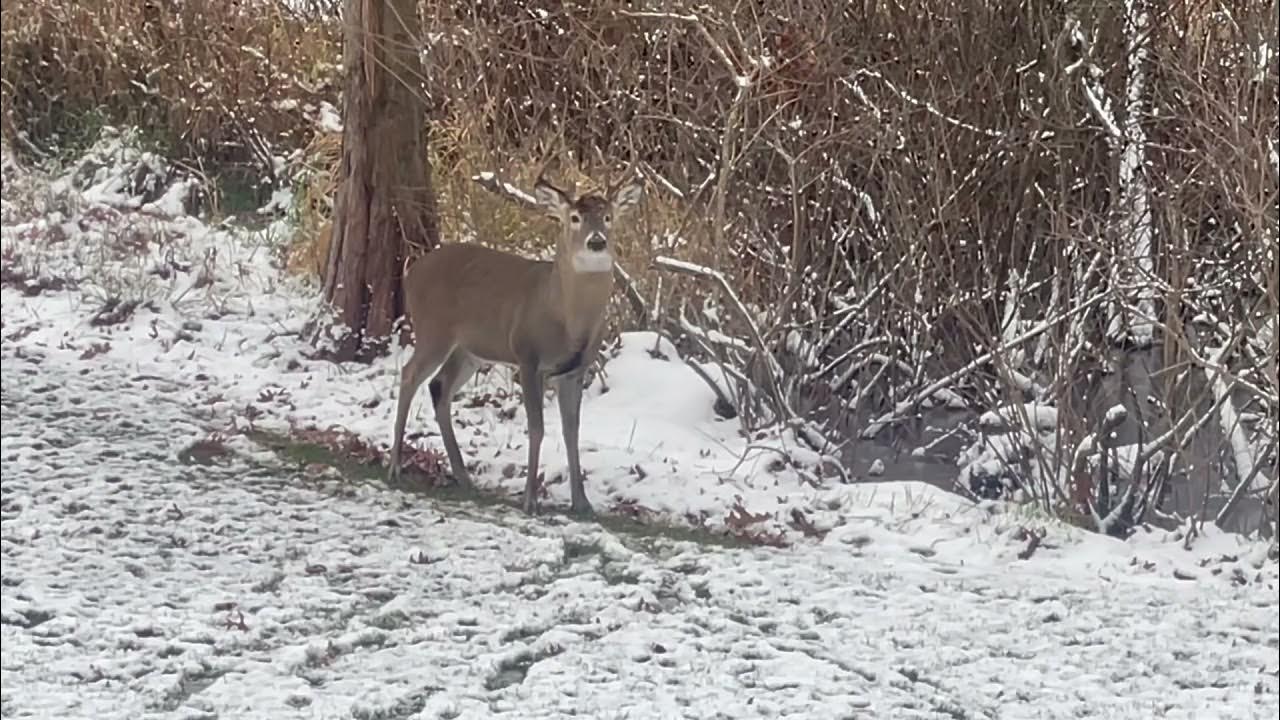 Michigan Rut Update Dec 1st Rut is still happening in Southern Michigan