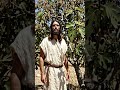 Jesus cursed the fig tree 🌴 #joy #prayerandpurpose#peace#prayer#daily #dailypray #prayerful #prayan
