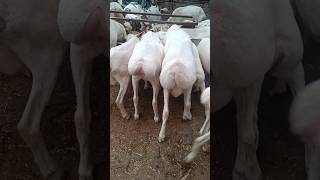Turkey dumba #shortsfeed #viral #sheepfarming #youtubeshorts #dumbafarming #goat #video #viral