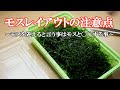 ウィローモスの使い方を間違うとこうなる。レイアウトの仕方と注意点。【アクアリウム】