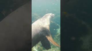 Lancelin WA quad bikes and Sea lion dive Jurien bay WA. #lancelin #travelwa #sealions #nature