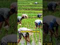 Ifugao Rice Terraces: Ancient Marvel Unveiled
